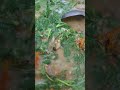 Yummy veg. sayang choy with g.beans#asmrcooking #asmr #food #cookingvideos
