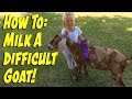 How to Milk a Difficult Goat!