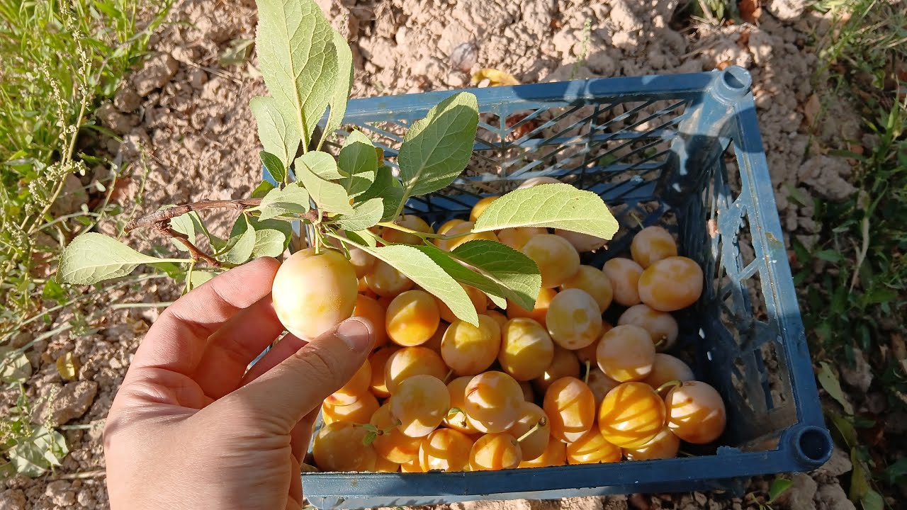 Picking Sour Yellow Plums 🍋💛 | Refreshing Tangy Fruit from the Garden 🍃