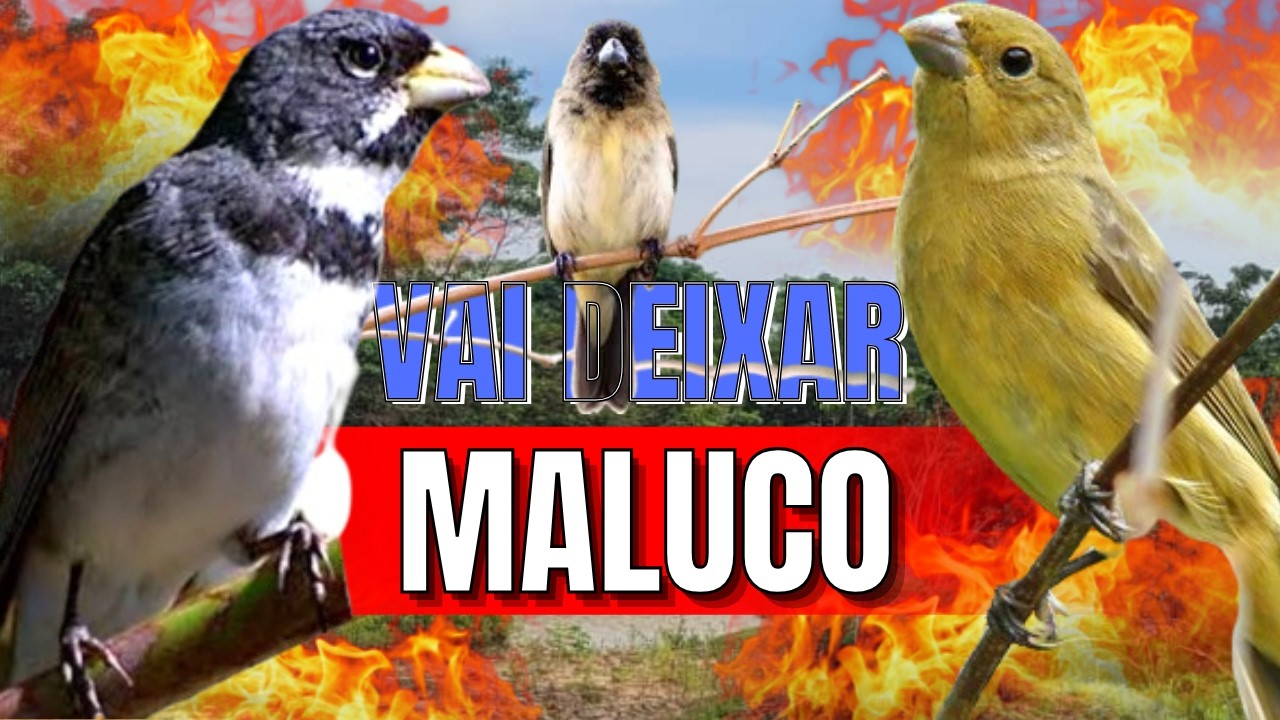 ESQUENTE SEU COLEIRO TUÍ TUÍ MELHOR COLEIRO TUÍ TUÍ E FÊMEA CHAMANDO PARA ESQUENTAR COLEIRO TUÍ TUÍ