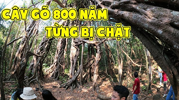 Báu Vật Cây Gõ Hơn 400 Tuổi Tại Rừng Cát Tiên Tại Sao Mang Tên Bác Đồng