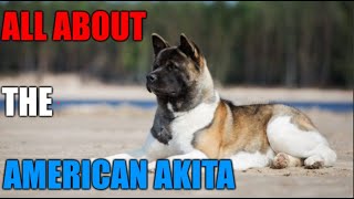 All About the American Akita Dog - Akita 101