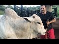 NOSSO BOI DE 500KG MANSINHO E DENGOSO!!! + CAVALO BRINQUEDO + ROÇA EXUBERANTE