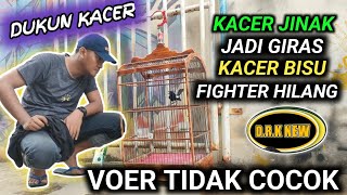 WAJIB TONTON !! KACER SAMPAH LAGI HABIS MABUNG KACER GIRAS RATAN KACER SALAH