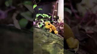 Download Lagu Suara katak ketawa #lucu #hewanlucu MP3