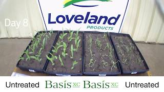 Corn & Wheat Germination: 10-Day Timelapse with Basis XC