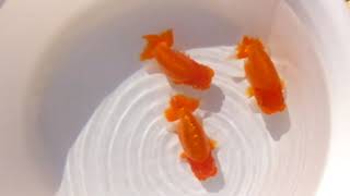 DSCF5824