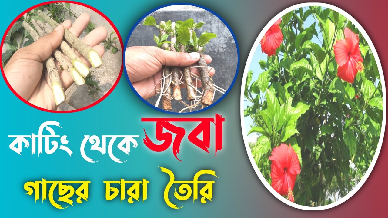 Easy way to grow hibiscus from cutting.without any rooting hormone. 100 resutl YouTube