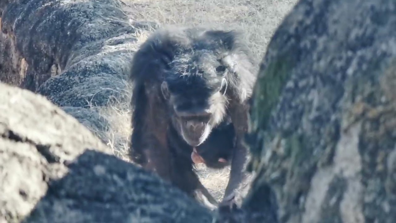 2026.1.17(土)　ファンとルイとマルタとムク　のんほいパーク