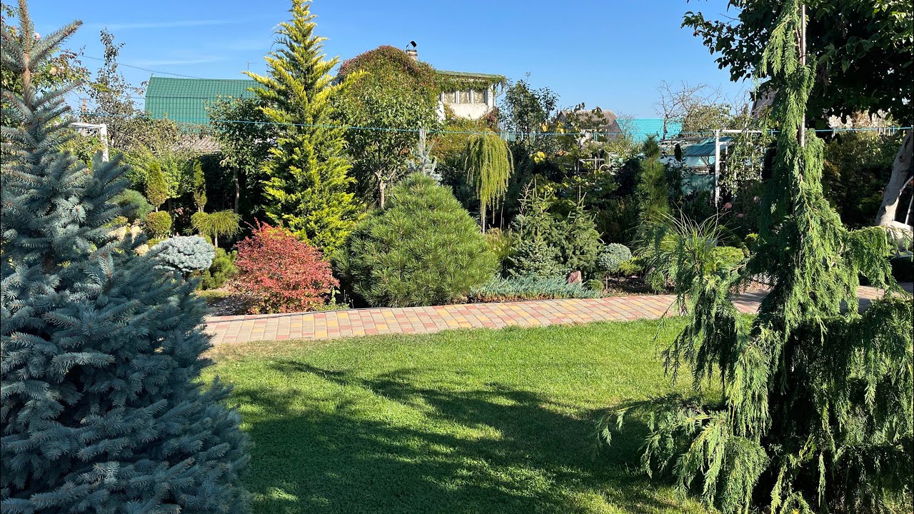 Прогулка по хвойному саду 24 сентября 2025 г. Купила новые растения 🥰