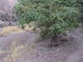 Ranthambhore Tiger Chage Deer To Kill Ranthambhore Tiger Chage Deer To Kill