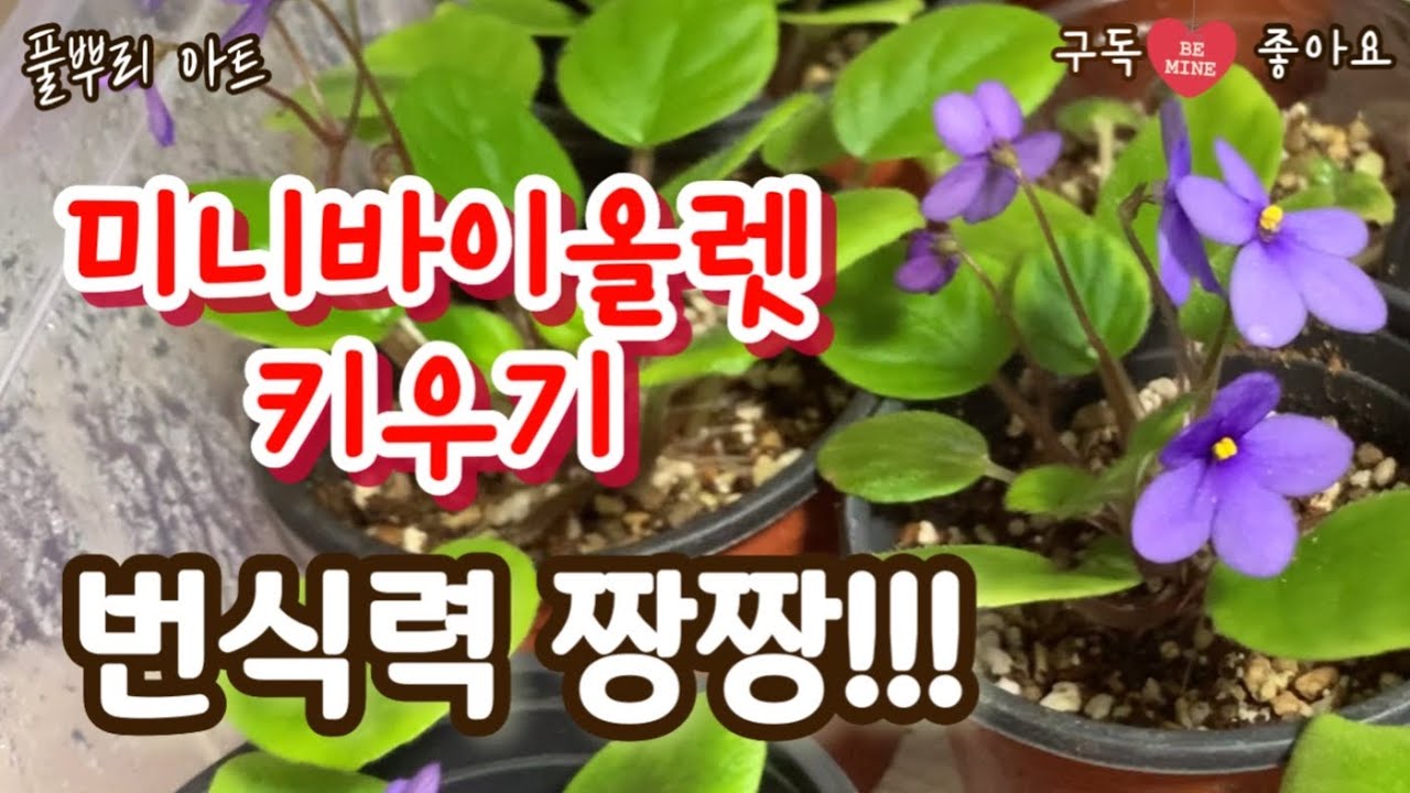 미니바이올렛 키우기, 잎꽂이로 번식 짱짱!!!, 엄청난 번식력으로 식구가 엄청나게 불어났어요~~#미니바이올렛#잎꽂이#번식#분갈이 정식