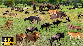 สัตว์ป่าแอฟริกัน 4K: สิ่งที่เราพบใน Masai Mara National Reserve | ภาพยนตร์เกี่ยวกับสัตว์ป่าแอฟริกัน
