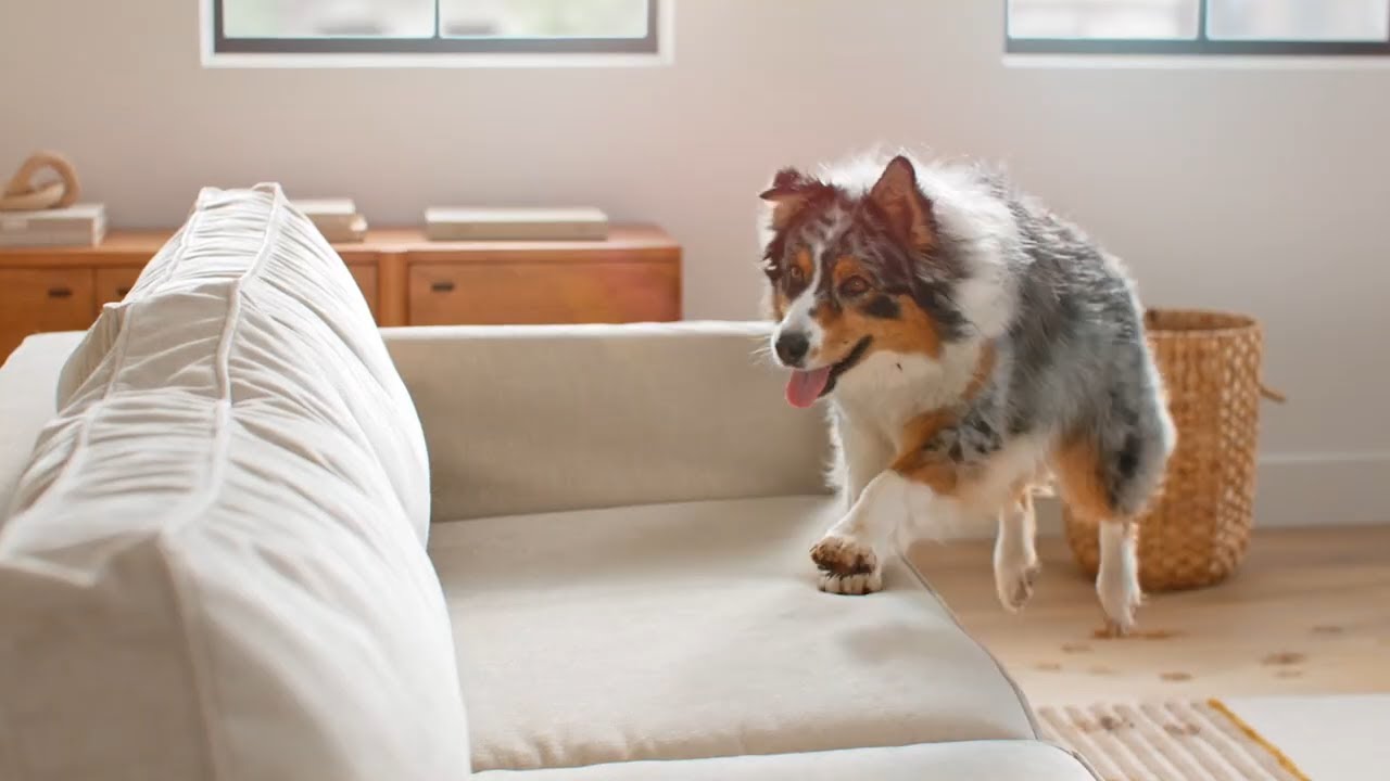 Watch Basil the Aussie Take Her First Leap Into Animal Acting!
