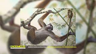 8/ Faune Endémique eto Madagasikara: Gidro/Varika/Babakoto  Lémuriens de Madagascar