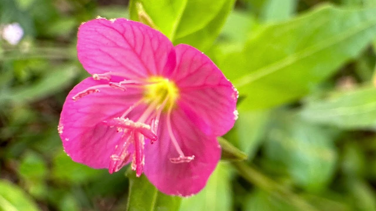 Hierba del golpe (Oenothera rosea)