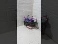 Diy Flower Vase Making How To Make Vase Making Short Shorts Viral Trending Diy Diy Flower Vase Making How To Make Vase Making Short Shorts Viral Trending Diy