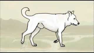Dog Trot Animation by Silver Cross Fox 796 views 11 years ago 15 seconds