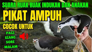 AMPUH SUARA PIKAT INDUKAN DAN ANAKAN BURUNG RUAK RUAK LANGSUNG BANYAK YANG DATANG EPS 1