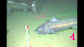 Citizen Science - Digital Analysis