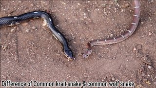 Difference of Common krait snake & common wolf snake