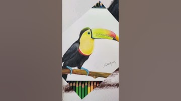 Toucan bird drawing with coloured pencils | realistic drawing #toucanbird #drawing #realism #artistv