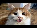 FUNNY CAT MEMES COMPILATION OF 2023 V29