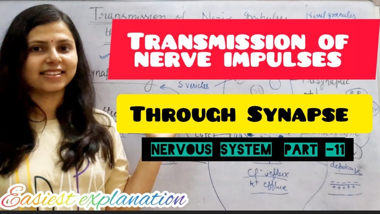 Transmission of nerve impulses through Synapse || Nervous system part ...