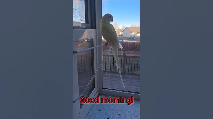@white_and_fun  12/12/2025 #parrot  #indianringneck #talkingparrot #shorts #Tofuindianringneck