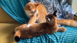 MAINE COON IS THE BEST DAD FOR A LYNX KITTY / Little beaver plays with a beaver