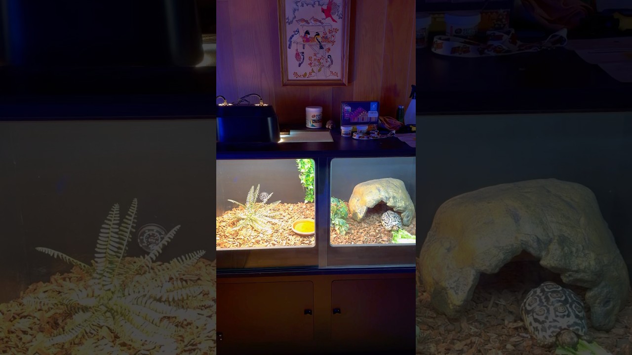 New Tortoise Cave