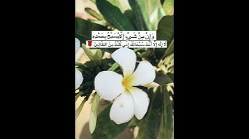سبحان الله العظيم |حالات واتس اب دينية | تلاوة هادئة للشيخ محمد المحيسني
