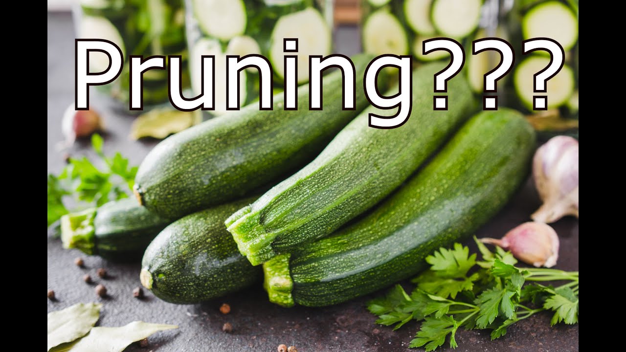 Should You Prune Zucchini Plants??? YouTube