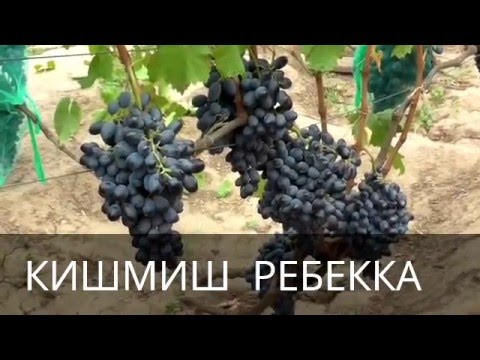 НОВЫЕ СОРТА И ГИБРИДНЫЕ ФОРМЫ 2015 г. НА ВИНОГРАДНИКЕ КАРПОВОЙ И. А. И РУБЕЛЬ Н. Г. т.050 682 60 88