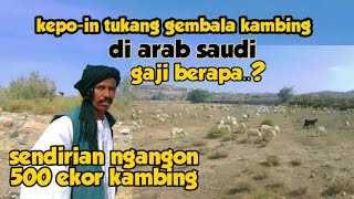 GAJI TUKANG GEMBALA KAMBING DI ARAB SAUDI TERNYATA... || سؤال عن راعي الاغنام بالسعودية كم راتبه
