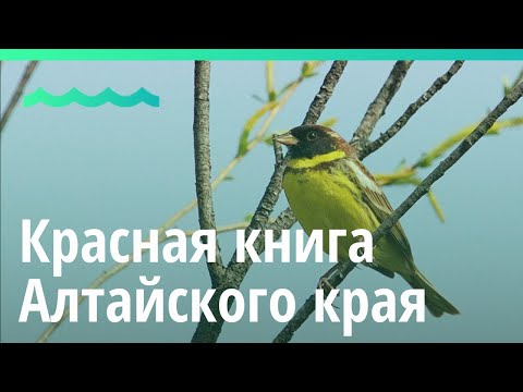 Биологи составили новую Красную книгу Алтайского края