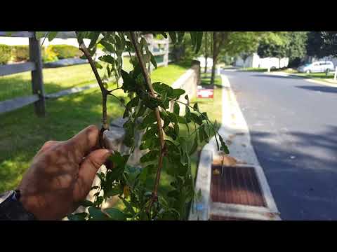 What Kind Of Bugs Destroy Honey Locust Trees