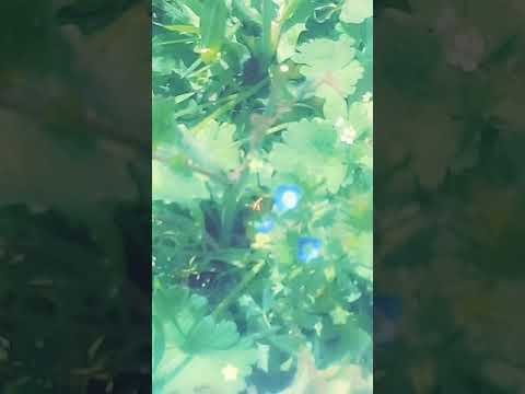 فديت عمرك فديتك مامر يوم ونسيتك