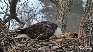 Decorah Eagles 2-22-23, HM arrives to take over the nest, HM works on fish nestovers