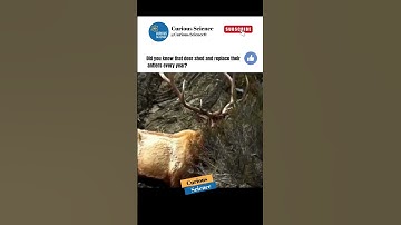Why Deer Shed and Regrow Their Antlers Every Year