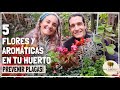 🌷🌼🌹QUE FLORES Y AROMÁTICAS PLANTAMOS EN EL HUERTO? Cuales Repelen insectos y Combaten las  PLAGAS!🌸