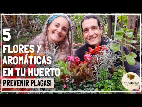 Video: Caléndula e insectos: aprenda sobre las plagas comunes de las flores de caléndula