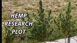 Hemp Research Plot (Update)