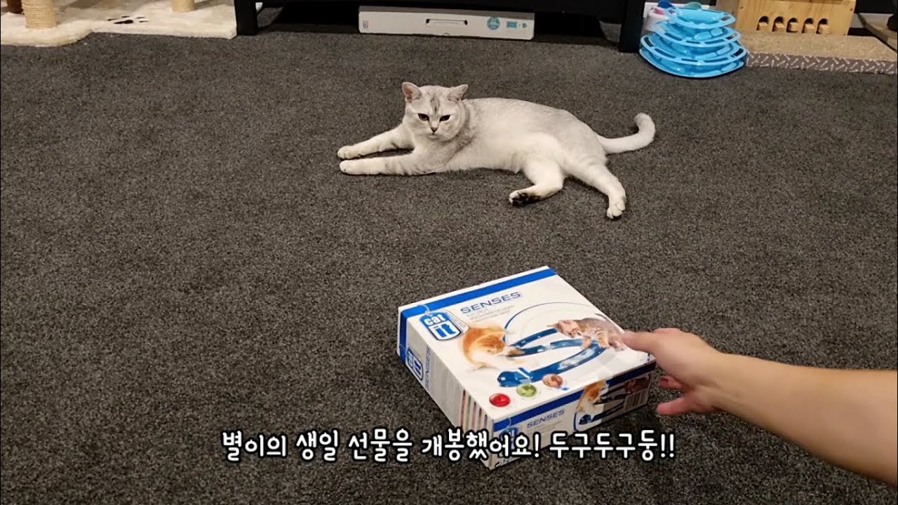 고양이 장난감 생일 선물 Catit Sense Circuit cat toy unboxing YouTube