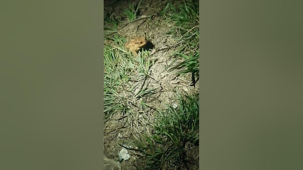 #жаба #принцесса - YouTube