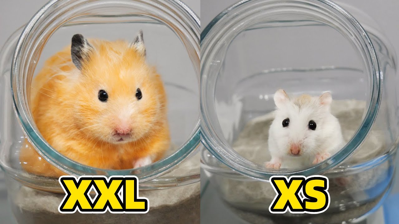 Hamster sx