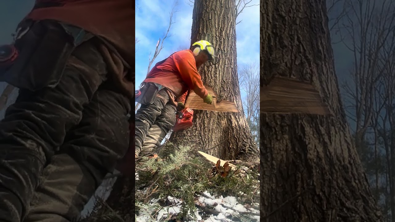 рубка твердого наклоненного красного дуба