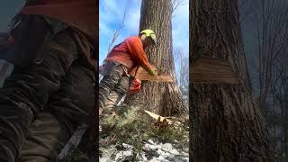 cutting a hard leaning red oak