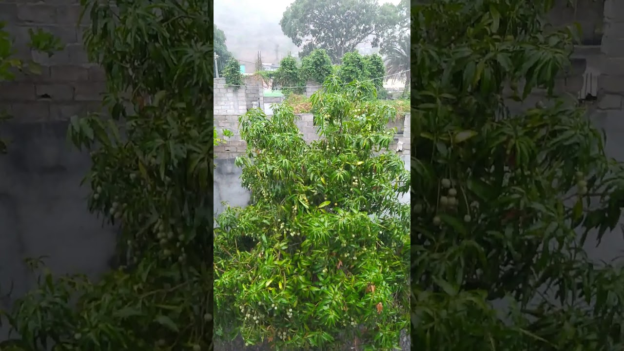 First Rain in Cape Verde