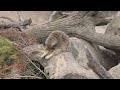 Meerkat trying not to fall asleep - Motioncam